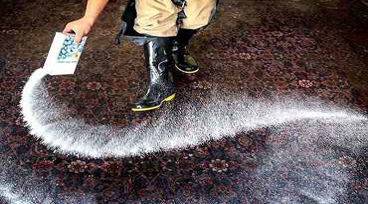 شامپو فرش آنزیم دار و مزایای استفاده از آن در شستشوی فرش